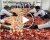 (ویدئو) فرآیند برش و کباب کردن ۱.۵ تُن گوشت گاو و گوسفند توسط ۸ آشپز ازبکستانی
